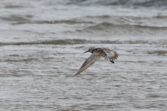 Great Knot 5 - Titchwell 170616