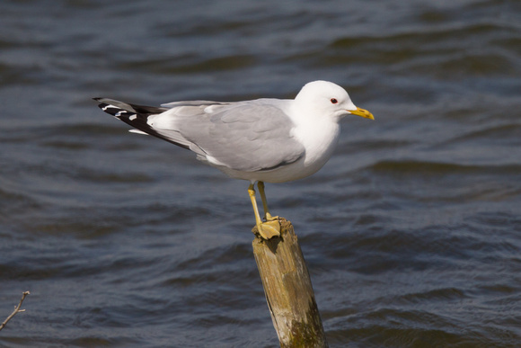 Common Gull 4 - Dungeness Apr14
