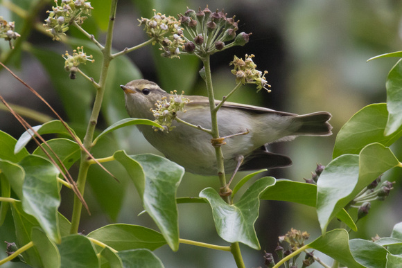 Yellow-browed Warbler - St Marys Oct 2015
