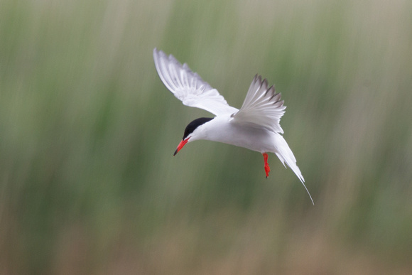 Common Tern - Titchfield Haven 200615