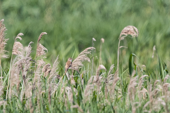 Great Reed Warbler - Fen Drayton - 240618