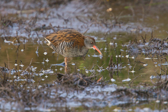 Water Rail 4 - Project Pool