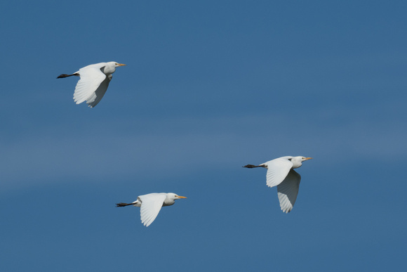 Cattle Egrets - Tresco - Oct 18