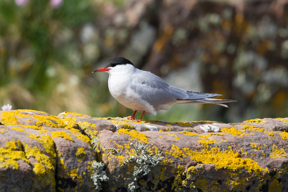 Common Tern 6 - Gairloch May14