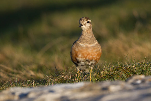 Dotterel 6 - Great Orme 140516