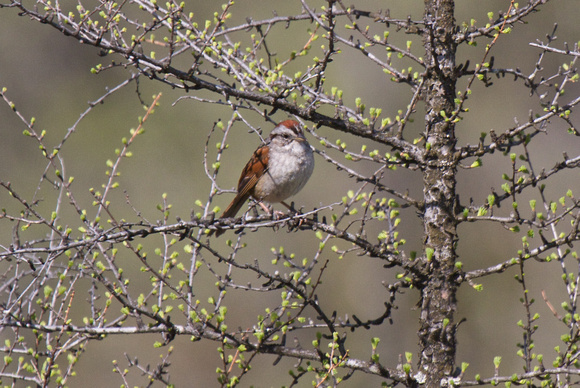 Swamp Sparrow - Algonquin