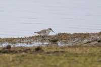 Western Sandpiper 3 - Cley