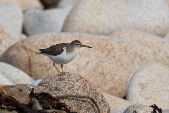 Spotted Sandpiper 9 - St Marys - Oct 21