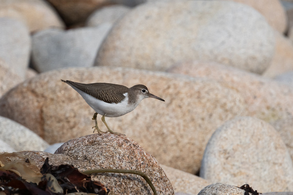 Spotted Sandpiper 8 - St Marys - Oct 21