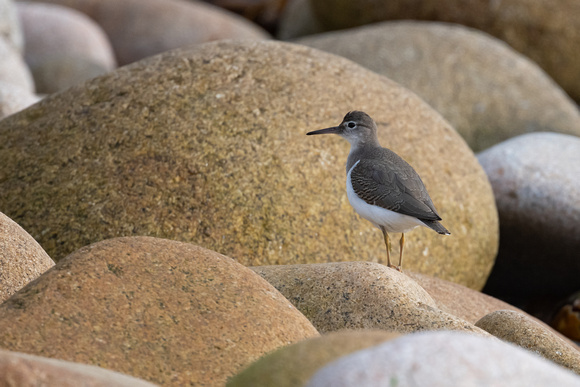 Spotted Sandpiper 10 - St Marys - Oct 21