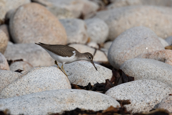 Spotted Sandpiper 7 - St Marys - Oct 21
