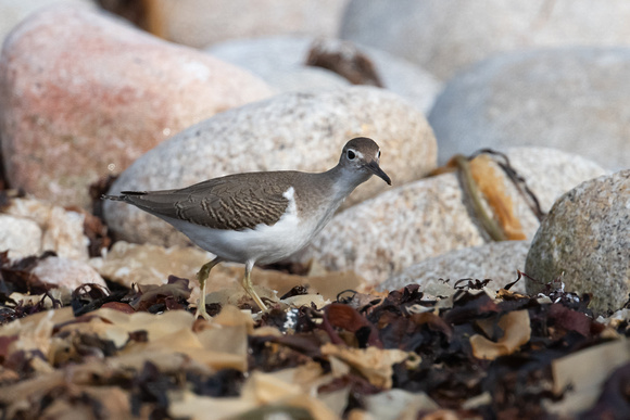 Spotted Sandpiper 5 - St Marys - Oct 21