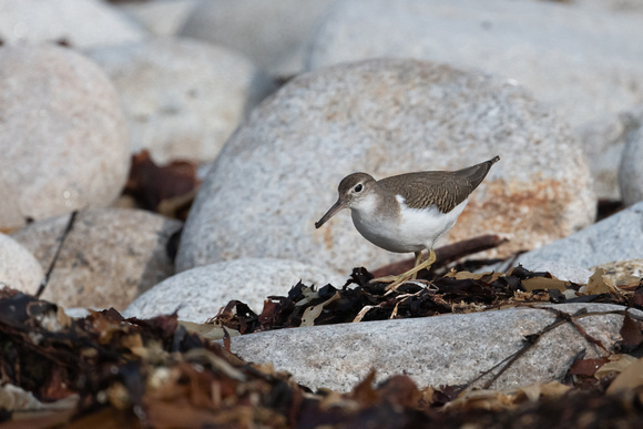Spotted Sandpiper 6 - St Marys - Oct 21