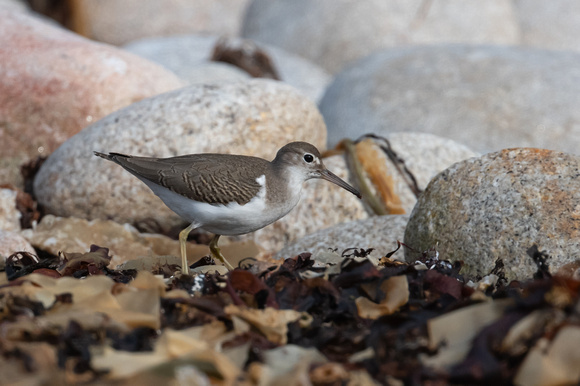 Spotted Sandpiper 4 - St Marys - Oct 21