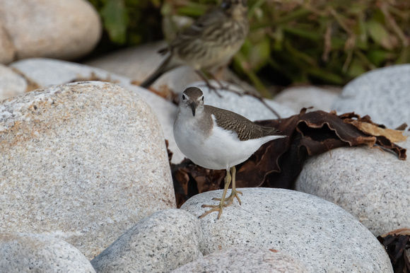 Spotted Sandpiper - St Marys - Oct 21