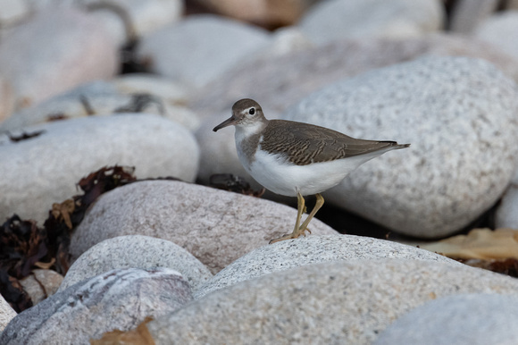 Spotted Sandpiper 2 - St Marys - Oct 21