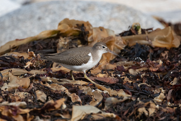 Spotted Sandpiper 3 - St Marys - Oct 21