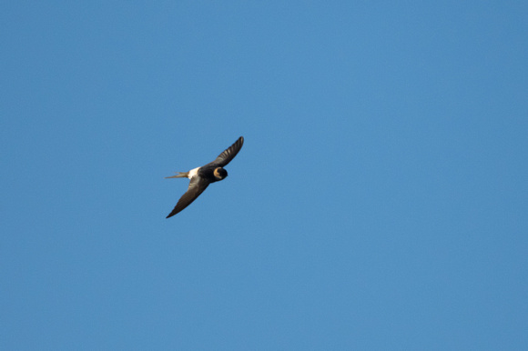 Red-rumped Swallow 3 - Porthellick - Oct 21