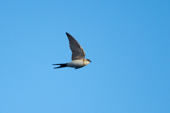 Red-rumped Swallow 2 - Porthellick - Oct 21