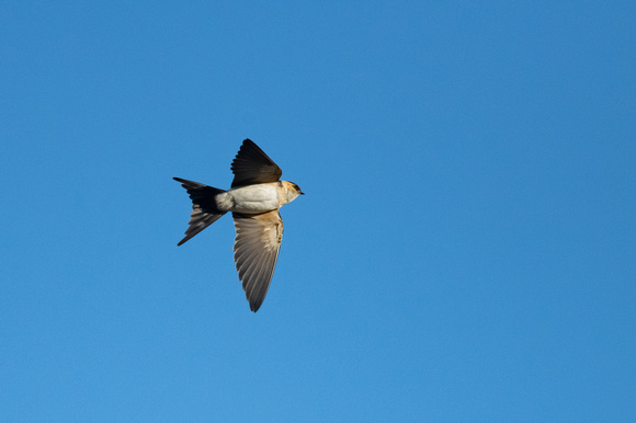Red-rumped Swallow - Porthellick - Oct 21