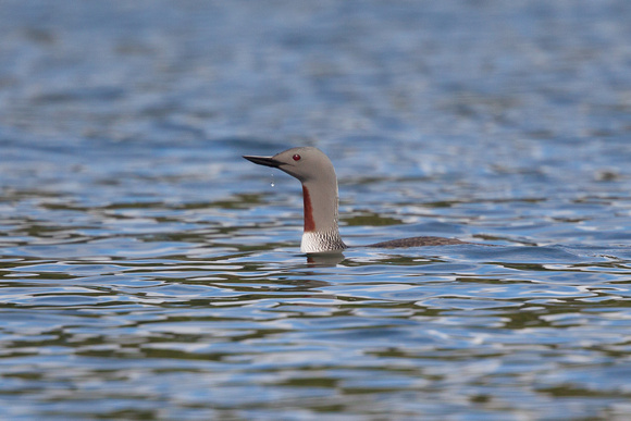 Red-throated Diver 10 - Gairloch May14