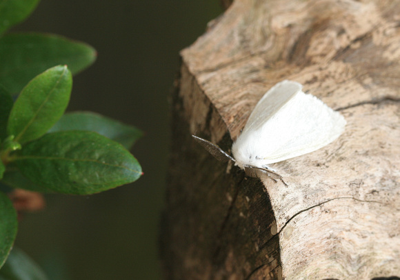 White Satin Moth - Garden