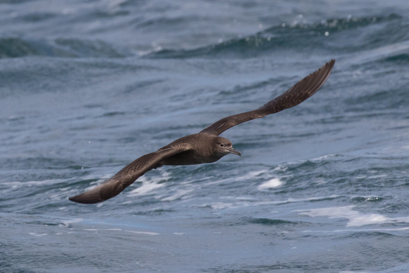 Sooty Shearwater 4 - Scilly Pelagic Aug 15