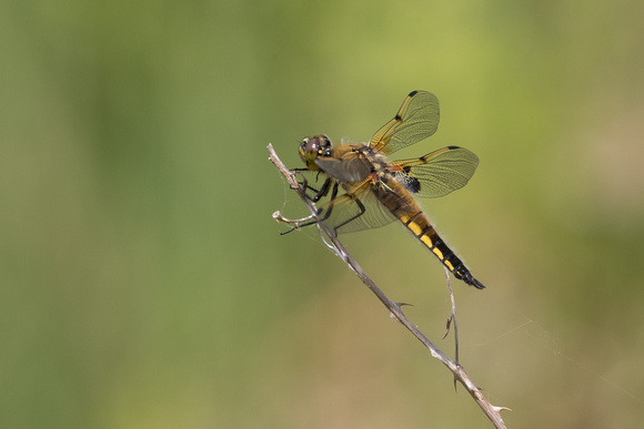 Four Spotted Chaser - Glasdrum - 270518