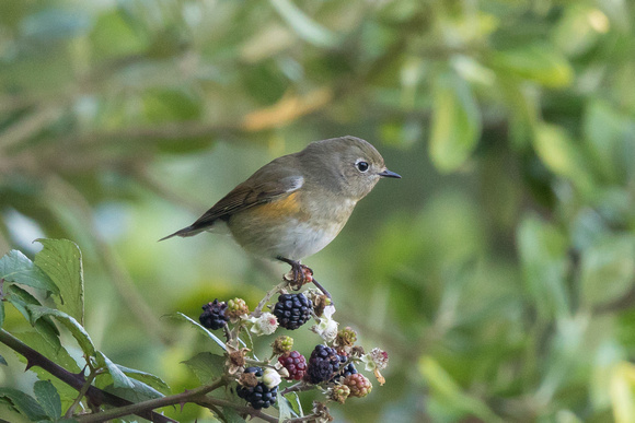 Red-flanked Bluetail 4 - St Agnes Oct 2015