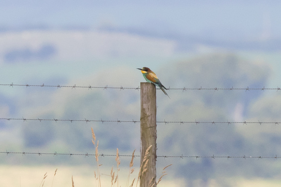 Bee-eater 2 - Cumbria 290815