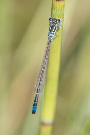 Scarce Blue-tailed Damselfly - Anglesey - 300618