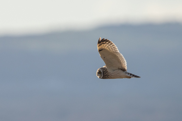 Short-eared Owl 5 - Neston - 170218