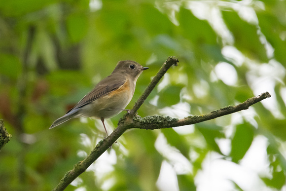 Red-flanked Bluetail 2 - Flamborough - 061121