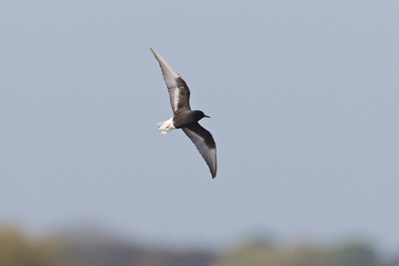 White-winged black Tern - Minsmere