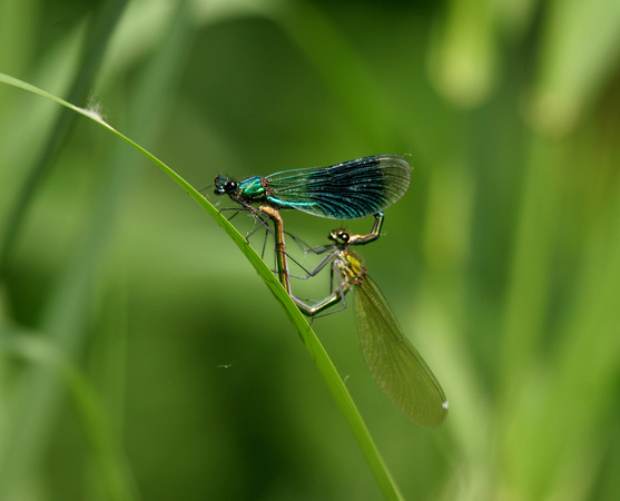 Banded Demoiselles mating - Paxton