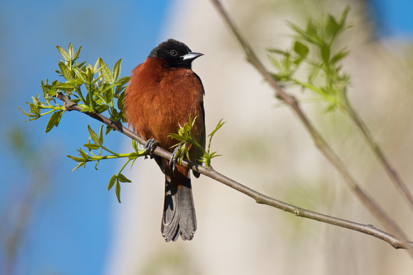 Orchard Oriole - Pelee