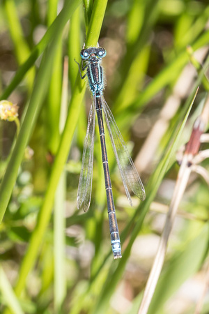 Scarce Blue-tailed Damselfly 2 - Anglesey - 300618