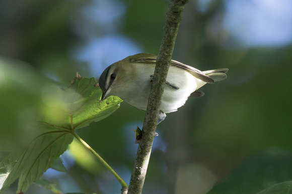 Red-eyed Vireo - Scilly 101016