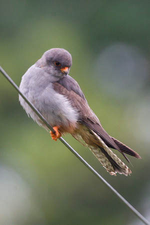 Red-footed Falcon 9 - Stoke 130715