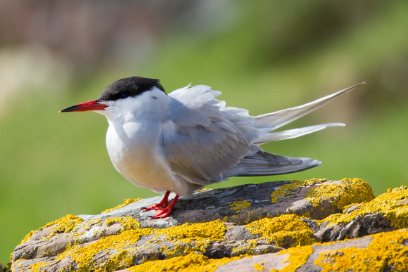 Common Tern - Gairloch May14