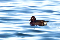 Ferruginous Duck 3 - Draycote - 211124