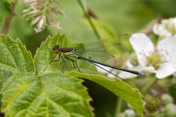 Red-eyed Damselfly 2 - Paxton