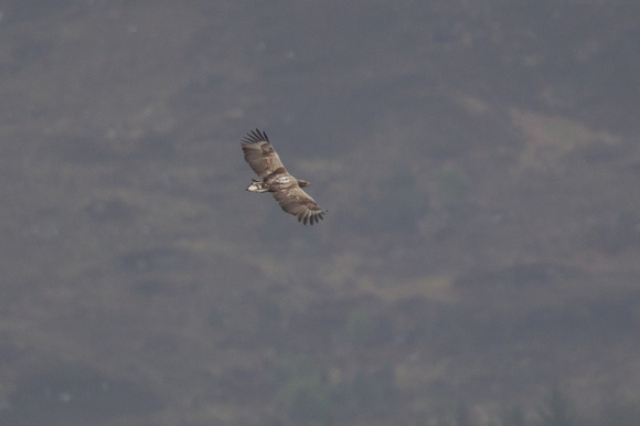 White-tailed Eagle 2 - Applecross May14