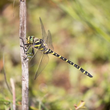 Golden-ringed Dragonfly 2 - Anglesey - 300618