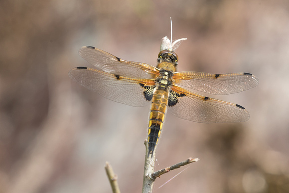 Four Spotted Chaser 2 - Glasdrum - 270518