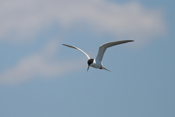 Forsters Tern - Long Point