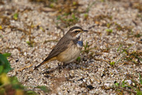 Bluethroat 3 - Porthellick