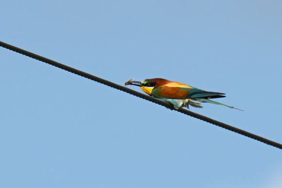 Bee-eater 3 - Trimingham 260622