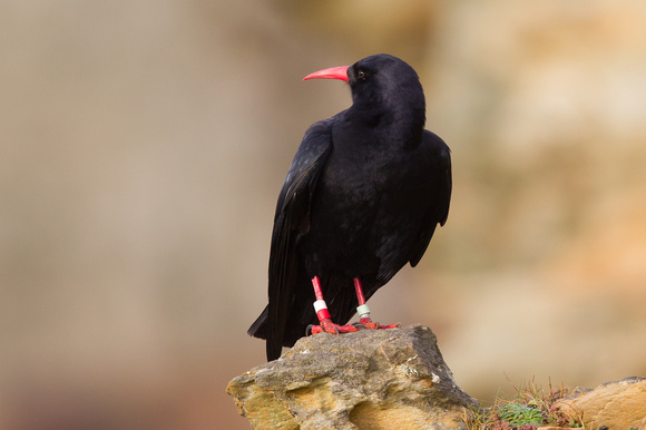 Chough 4 - South Stack 180115