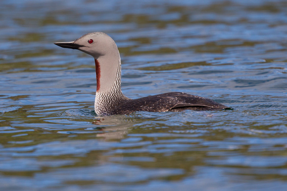 Red-throated Diver 4 - Gairloch May14